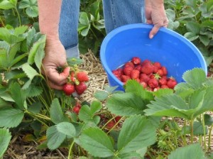 Recogida de fresas en Huelva.