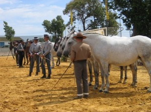 Los mejores caballos, de nuevo en Moguer.