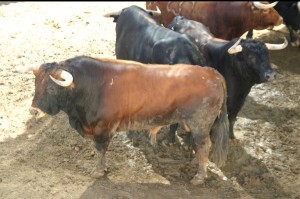 Toros de Cuvillo para la tarde del sábado. (Toroimagen)