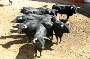 Toros de Bohórquez para la corrida de rejones. (Toroimagen)