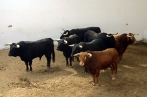 Toros Pereda Dehesilla1