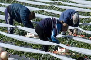 Inmigrantes del este de Europa trabajan en la recogida de la fresa. (A. L. Delgado)