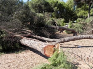 Alguno de los pinos ya cortados.