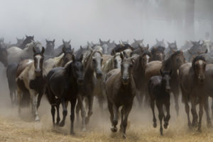 Este año se han sacado unos 1.100 animales. (Julián Pérez)