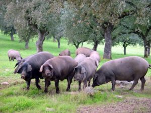 cerdo iberico