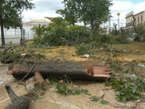 Tala de arboles que realizo el PSOE en el Parque