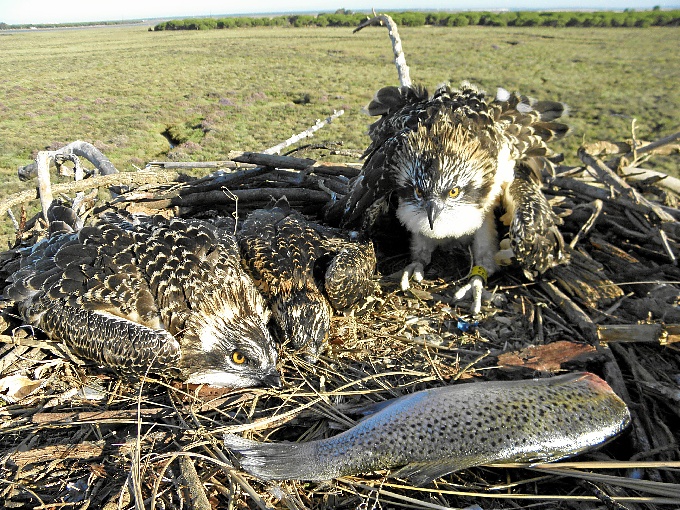 Las águilas pescadoras se reproducen de nuevo en Marismas del Odiel