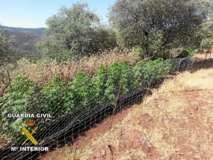 Plantas de marihuana en Cortegana.