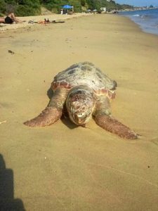 Tortuga muerta que ha aparecido en la playa de Ciparsa en Mazagón.