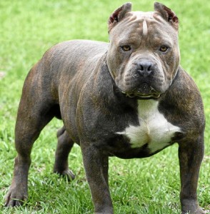 Pit bull terrier.