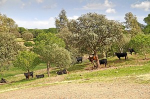 Toros en la finca de Millares.