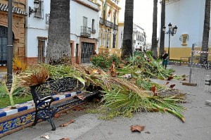 Poda de palmeras en la plaza del Sagrado Corazón de La Palma.