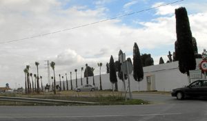 Algunas de las palmeras que se han plantado.