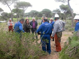 Mejoras forestales