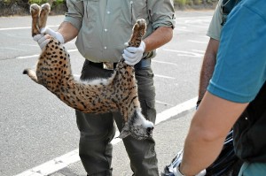 Lince atropellado-2