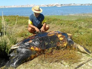 tortuga muerta isla canela-603_n