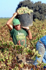 El inicio de la vendimia ha colaborado para que el sector agrícola haya tenido un buen comportamiento en agosto.