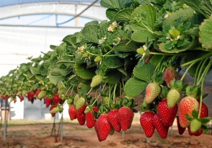 Fresas Huelva