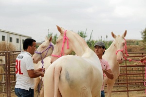 feria ganadera de bollullos 1008bis