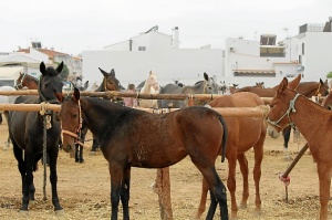 feria ganadera de bollullos 1010bis