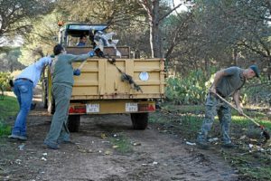 091115 LIMPIEZA PINAR cartaya 02