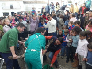 Matanza tradicional Cortelazor (2)