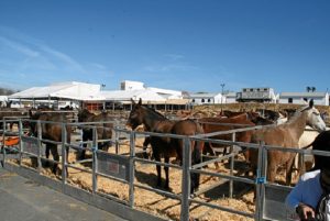 070316 BALANCE  FERIA CABALLO 03