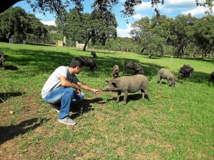 Ecuatorianos cerdo criollo3