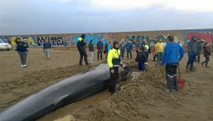 Ballena varada en Punta del Moral (2)