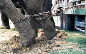 Elefantes encadenados en un circo