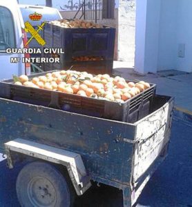 20160608_hurto naranjas 2