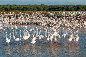 Colonia de flamencos de Marismas del Odiel