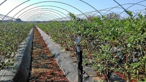 Los agricultores onubenses celebran la reducción en las restricciones de agua