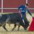 Toros en Lucena del Puerto 8