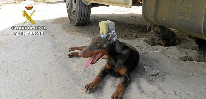 Investigado Por Cortar Las Orejas A Su Perro - HuelvaYa, El Periódico ...