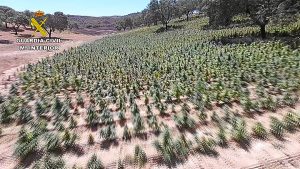 Plantas de marihuana en El Cerro (1)