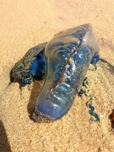 Medusa 'carabela portuguesa' vista en la playa de Mazagón (Foto: José Antonio Mayo Abargues) 