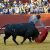 Toros en Almonte 13