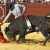 Toros en Almonte 3