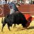 Toros en Almonte 5