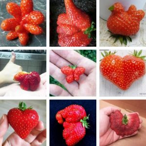 Formas curiosas de las fresas