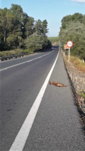 lince atropellado 05052020