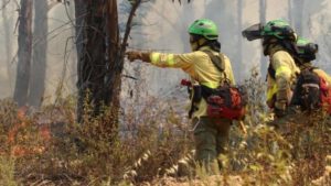 Bomberos luchan contra las llamas en un incendio en Almonte