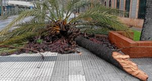 Palmeras caidas por el viento en Huelva 2