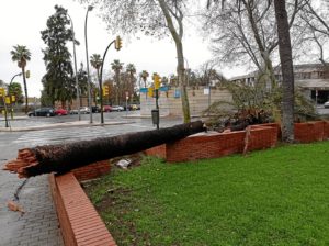 Palmeras caidas por el viento en Huelva 3