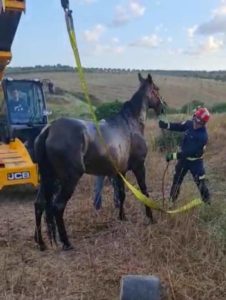 rescate caballo 4