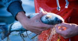 junta ayudas pescadores andaluces
