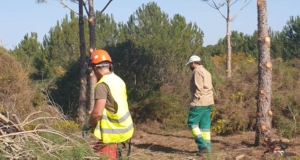 cortas-selectivas-en-almonte-de-pinos-enfermos-de-hongos-o-riesgo-de-caida