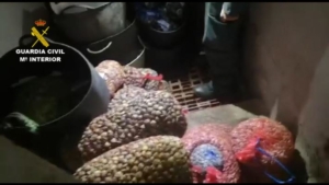 Hallan 500 kilos de moluscos bivalvos clandestinos en un zulo en Isla Cristina