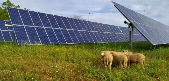 'Pastoreo solar': Ovejas para mantener placas fotovoltaicas en Huelva